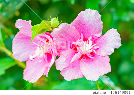 家の周りの草花 四季の色々 初夏の公園に美しいピンク色のムクゲの花が咲き始めました 家の周りの草花 四季の色々 初夏の公園に美しいピンク色のムクゲの花が咲き始めました 136149091