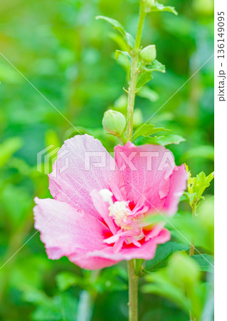 家の周りの草花 四季の色々 初夏の公園に美しいピンク色のムクゲの花が咲き始めました 家の周りの草花 四季の色々 初夏の公園に美しいピンク色のムクゲの花が咲き始めました 136149095
