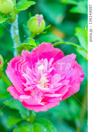 家の周りの草花　四季の色々　初夏の公園に美しいピンク色のムクゲの花が咲き始めました 136149097