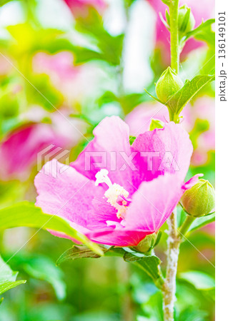 家の周りの草花　四季の色々　初夏の公園に美しいピンク色のムクゲの花が咲き始めました 136149101