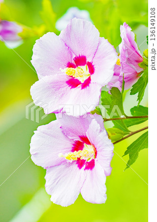 家の周りの草花　四季の色々　初夏の公園に美しいピンク色のムクゲの花が咲き始めました 136149108