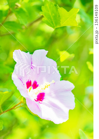 家の周りの草花　四季の色々　初夏の公園に美しいピンク色のムクゲの花が咲き始めました 136149109