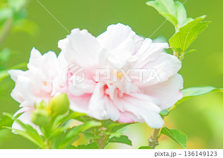 家の周りの草花 四季の色々 初夏の公園に美しいピンク色のムクゲの花が咲き始めました 家の周りの草花 四季の色々 初夏の公園に美しいピンク色のムクゲの花が咲き始めました 136149123