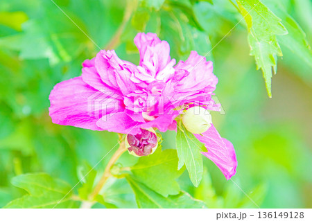 家の周りの草花 四季の色々 初夏の公園に美しいピンク色のムクゲの花が咲き始めました 家の周りの草花 四季の色々 初夏の公園に美しいピンク色のムクゲの花が咲き始めました 136149128