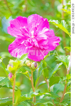 家の周りの草花 四季の色々 初夏の公園に美しいピンク色のムクゲの花が咲き始めました 家の周りの草花 四季の色々 初夏の公園に美しいピンク色のムクゲの花が咲き始めました 136149129