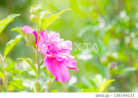 家の周りの草花　四季の色々　初夏の公園に美しいピンク色のムクゲの花が咲き始めました 136149131