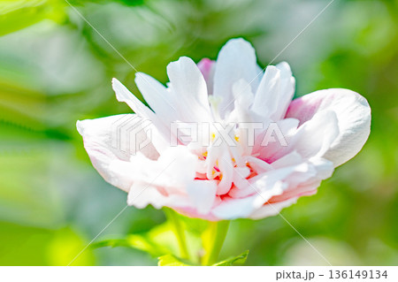 家の周りの草花　四季の色々　初夏の公園に美しいピンク色のムクゲの花が咲き始めました 136149134