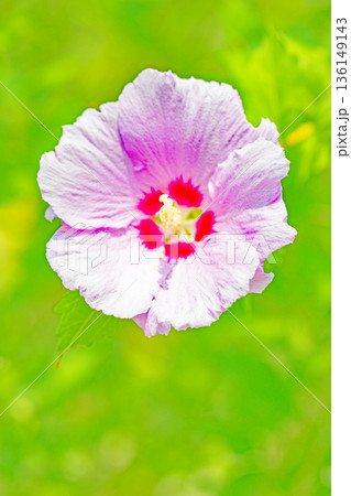 家の周りの草花　四季の色々　初夏の公園に美しいピンク色のムクゲの花が咲き始めました 136149143