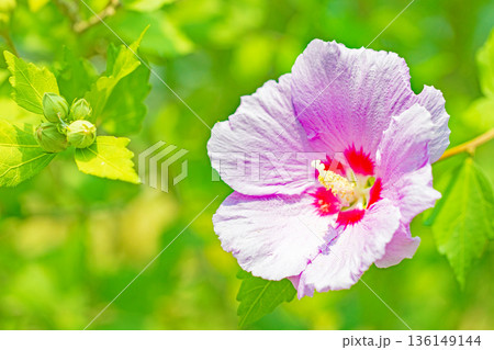 家の周りの草花 四季の色々 初夏の公園に美しいピンク色のムクゲの花が咲き始めました 家の周りの草花 四季の色々 初夏の公園に美しいピンク色のムクゲの花が咲き始めました 136149144