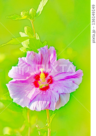 家の周りの草花　四季の色々　初夏の公園に美しいピンク色のムクゲの花が咲き始めました 136149149