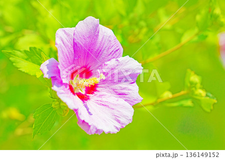 家の周りの草花　四季の色々　初夏の公園に美しいピンク色のムクゲの花が咲き始めました 136149152