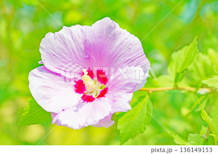 家の周りの草花　四季の色々　初夏の公園に美しいピンク色のムクゲの花が咲き始めました 136149153