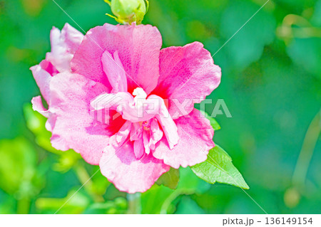 家の周りの草花　四季の色々　初夏の公園に美しいピンク色のムクゲの花が咲き始めました 136149154