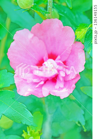 家の周りの草花　四季の色々　初夏の公園に美しいピンク色のムクゲの花が咲き始めました 136149155