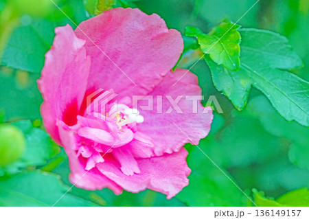 家の周りの草花　四季の色々　初夏の公園に美しいピンク色のムクゲの花が咲き始めました 136149157