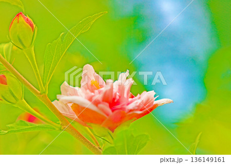 家の周りの草花　四季の色々　初夏の公園に美しいピンク色のムクゲの花が咲き始めました 136149161