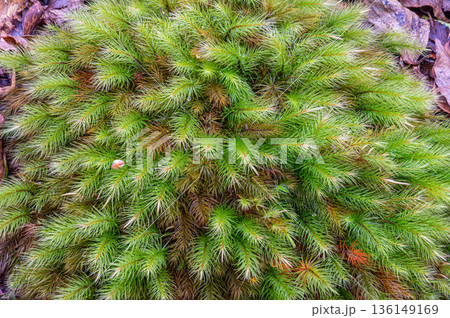 ヒノキゴケの仲間　屋久島国立公園(冬 136149169