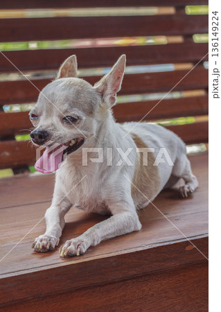 Chihuahua dog resting on wood chair Chihuahua dog resting on wood chair 136149224