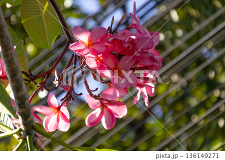 Cluster of pink Frangipani Plumeria flowers blooming brightly in tropical garden sunlight. 136149271