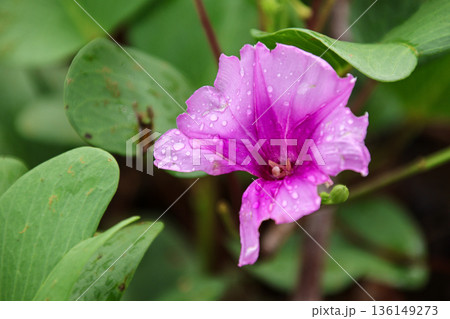 Close-up of a vibrant purple flower covered in fresh water droplets blooming against a lush green leafy background. Close-up of a vibrant purple flower covered in fresh water droplets blooming against a lush green leafy background. 136149273