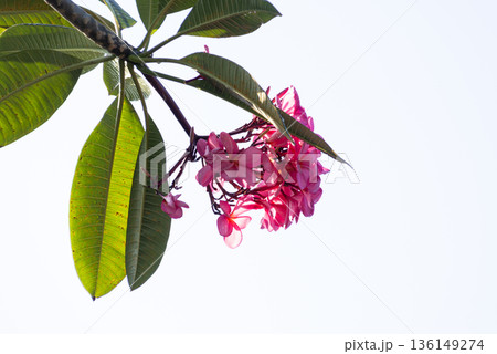 Pink Plumeria Flowers and Green Leaves Against Bright White Sky Background 136149274
