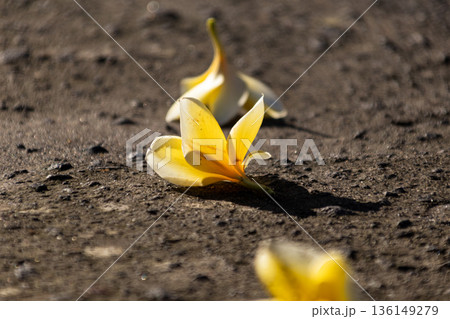 Yellow Plumeria Flowers Fallen on Rough Dark Gray Asphalt Road Surface in Bright Sunlight Yellow Plumeria Flowers Fallen on Rough Dark Gray Asphalt Road Surface in Bright Sunlight 136149279