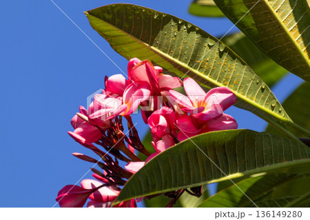Pink Plumeria flowers blooming against a bright blue sky, framed by large green leaves. 136149280