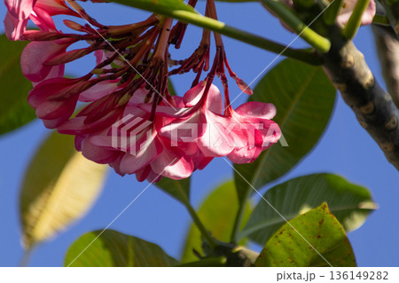 Pink and white Plumeria flowers blooming against a bright blue sky on a sunny tropical day. Pink and white Plumeria flowers blooming against a bright blue sky on a sunny tropical day. 136149282