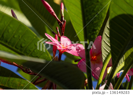 Pink Plumeria flowers and buds with water droplets surrounded by green tropical leaves under bright sunlight. Pink Plumeria flowers and buds with water droplets surrounded by green tropical leaves under bright sunlight. 136149283