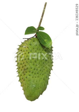 Soursop or Prickly Custard Apple (Annona muricata L.) fruit isolated on white background with clipping path 136149329