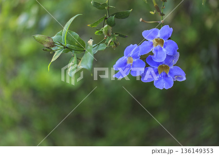Close up of purple flowers with leaf in tropical garden Close up of purple flowers with leaf in tropical garden 136149353