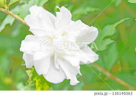 家の周りの草花 四季の色々 初夏の公園に美しいピンク色のムクゲの花が咲き始めました 家の周りの草花 四季の色々 初夏の公園に美しいピンク色のムクゲの花が咲き始めました 136149363