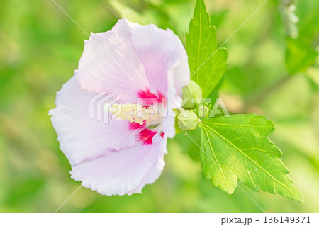 家の周りの草花 四季の色々 初夏の公園に美しいピンク色のムクゲの花が咲き始めました 家の周りの草花 四季の色々 初夏の公園に美しいピンク色のムクゲの花が咲き始めました 136149371