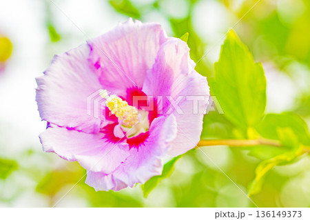 家の周りの草花 四季の色々 初夏の公園に美しいピンク色のムクゲの花が咲き始めました 家の周りの草花 四季の色々 初夏の公園に美しいピンク色のムクゲの花が咲き始めました 136149373