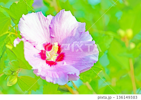 家の周りの草花 四季の色々 初夏の公園に美しいピンク色のムクゲの花が咲き始めました 家の周りの草花 四季の色々 初夏の公園に美しいピンク色のムクゲの花が咲き始めました 136149383
