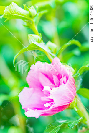 家の周りの草花　四季の色々　初夏の公園に美しいピンク色のムクゲの花が咲き始めました 136149389