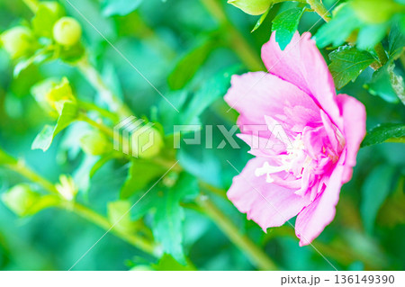 家の周りの草花 四季の色々 初夏の公園に美しいピンク色のムクゲの花が咲き始めました 家の周りの草花 四季の色々 初夏の公園に美しいピンク色のムクゲの花が咲き始めました 136149390