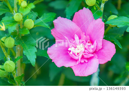 家の周りの草花 四季の色々 初夏の公園に美しいピンク色のムクゲの花が咲き始めました 家の周りの草花 四季の色々 初夏の公園に美しいピンク色のムクゲの花が咲き始めました 136149393