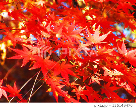 イロハモミジなど秋の紅葉の葉の風景 136149470