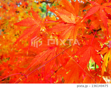 イロハモミジなど秋の紅葉の葉の風景 136149475
