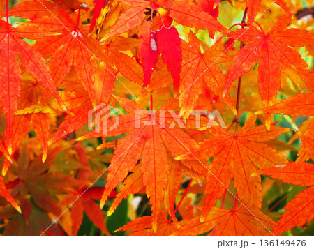 イロハモミジなど秋の紅葉の葉の風景 イロハモミジなど秋の紅葉の葉の風景 136149476