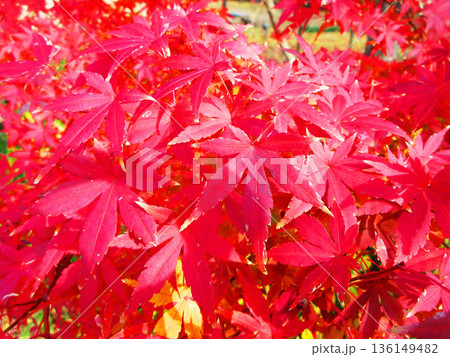 イロハモミジなど秋の紅葉の葉の風景 イロハモミジなど秋の紅葉の葉の風景 136149482