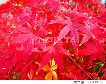 イロハモミジなど秋の紅葉の葉の風景 136149483