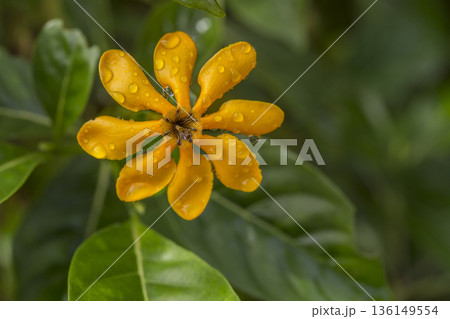 Yellow Golden Gardenia or Gardenia carinata Wallich flower on green tree in tropical garden Yellow Golden Gardenia or Gardenia carinata Wallich flower on green tree in tropical garden 136149554