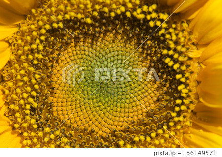 Background from the surface of a growing sunflower Background from the surface of a growing sunflower 136149571