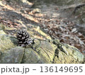 岩の上の松ぼっくりと二葉松 136149695