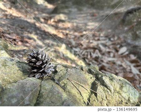岩の上の松ぼっくりと二葉松 岩の上の松ぼっくりと二葉松 136149695