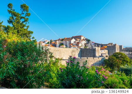 Dubrovnik city walls and Minceta tower, panoramic view of city. Green tress, palms and oleander flower. Beautiful ancient city and fortress, adriatic sea. Sunny summer day. 136149924