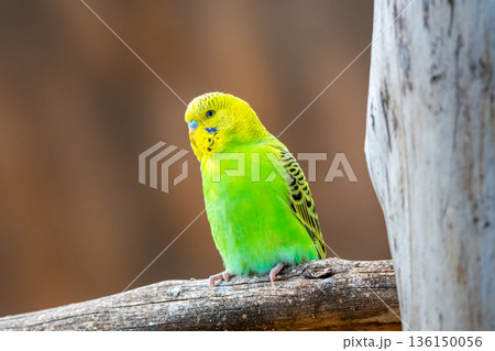 Budgerigar bird (latin name Melopsittacus undulatus). Multiple colored bird is famous pet. Budgerigar bird (latin name Melopsittacus undulatus). Multiple colored bird is famous pet. 136150056