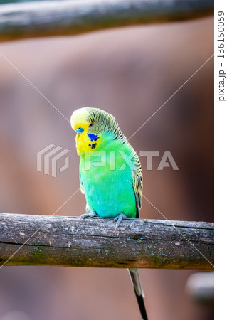 Budgerigar bird (latin name Melopsittacus undulatus). Multiple colored bird is famous pet. Budgerigar bird (latin name Melopsittacus undulatus). Multiple colored bird is famous pet. 136150059